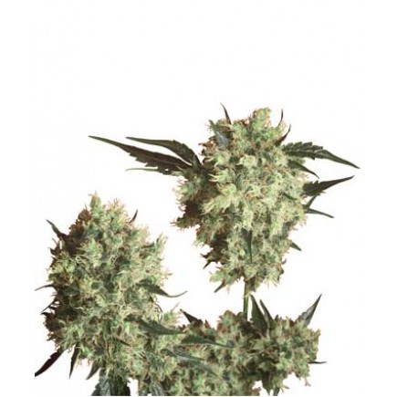 Marley´s Collie